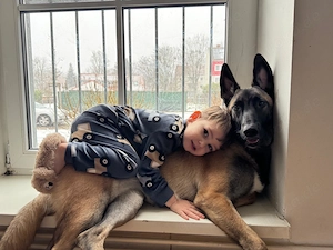 Belgische Malinois