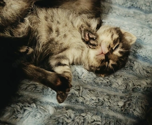 Kitten (Hauskatze)
