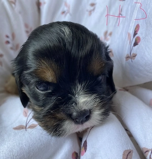 Cavalier Welpen 