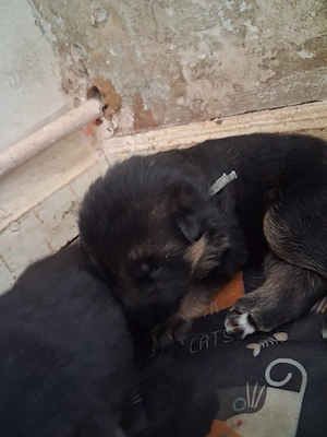 Süße schäferhundewelpen suchen noch