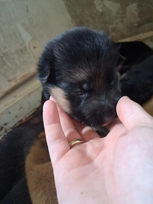 Süße schäferhundewelpen suchen noch