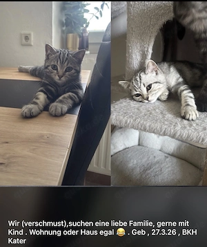 BKH Kitten suchen ein liebevolles Zuhause 