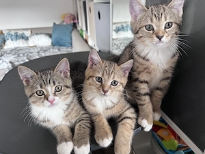 BKH Kitten Mix suchen zuhause 