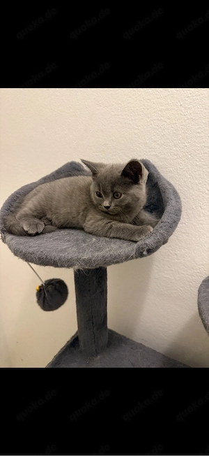 graue Bkh Kitten, Katzenbabys . baby katzen 