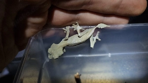 1.2 Uroplatus ebenaui 