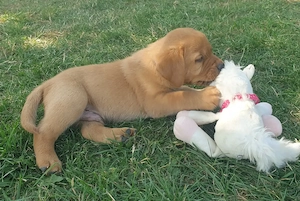 Labrador Welpen Foxred