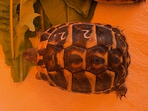 Pärchen Landschildkröten, Thh, NZ 2025  Bild 2