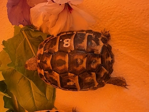 Pärchen Landschildkröten, Thh, NZ 2025  Bild 3
