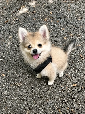 Zwergspitz Welpe (Pomeranian) Hündin