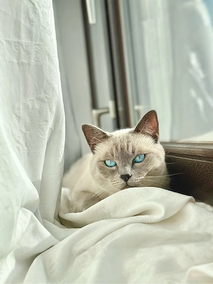 BKH Blue Point Katze