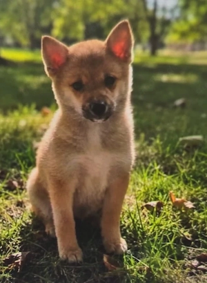 Minitur Micro Shiba Mädchen ( Pomskypoo x Shiba Inu ) sucht noch ein liebevolles Zuhause