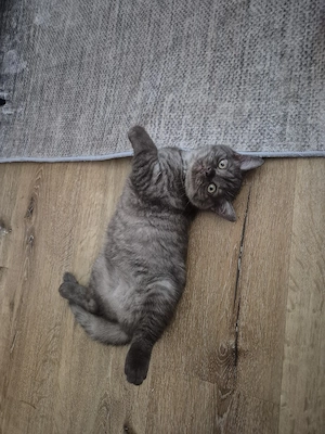 BKH kitten ab sofort abgabebereit 