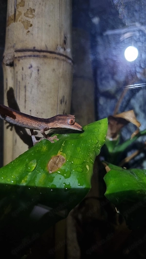 1.1 Uroplatus lineatus 