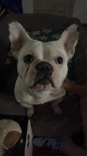 Französiche Bulldogge Rüde