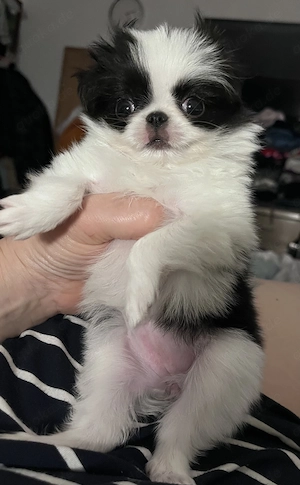 Japan Chin Welpe Hündin Pekinese Japanischer 