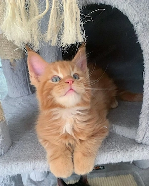 Verfügbare Maine-Coon-Kätzchen