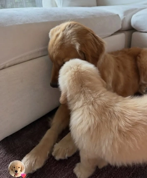    Wunderschöner reinrassiger Golden Retriever Welpe sucht ein liebevolles Zuhause   