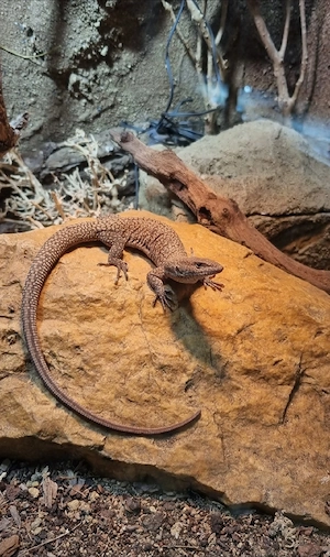 1.0 Varanus kingorum 