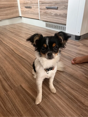 chihuahua Mix mädchen 6 monate 
