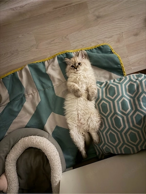  Sibirische Katze  Milo  sucht ein liebevolles Zuhause 