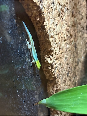 phelsuma Klemmeris 1.1