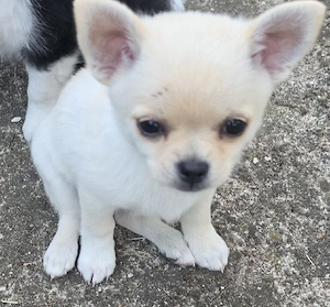 Chihuahua pomeranian mädchen 