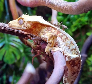 Verschiedene Geckos und co. zur Abholung.