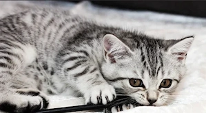 BKH Black Silber Tabby(Marmor)&Grau Whiskas Muster