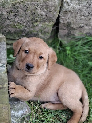 Labrador Welpen in gelb und foxred