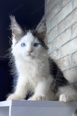 Liebevolle & verspielte Maine Coon sucht ein traumhaftes Zuhause