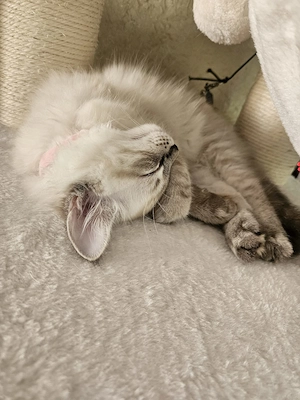 Süsses Ragdoll Kitten 
