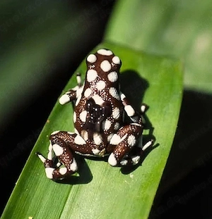 Dendrobaten, Oophaga, Ranitomeya, Phyllobates, Laubfrosch 