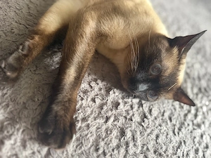 Siam Kater Reinrassig
