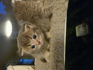 Katzenbaby  süss und lieb 