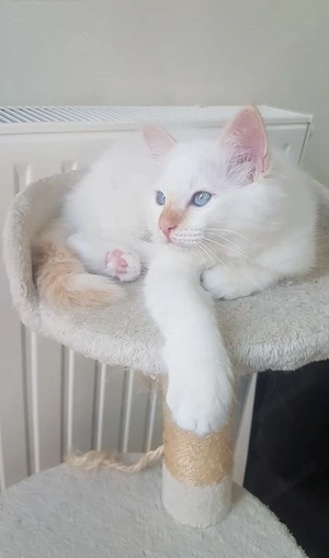 Heilige Birma Kitten Weibchen zur Abgabe in liebevolle Hände