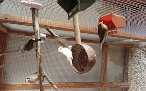 Zebrafinken 
