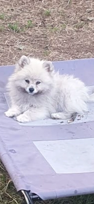 Pomeranian Zwerg spitz rüde sucht ein Liebes volles Zuhause