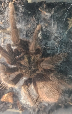 Phormictopus auratus auch als Zuchtpaar.