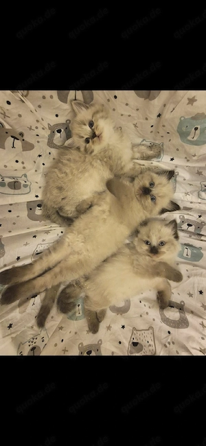 Birma kitten