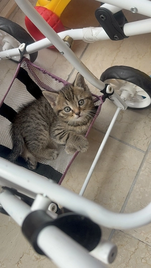 Britisch Kurzhaar (BKH) Mix Kitten abzugeben   