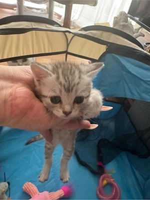 Bkh baby süß