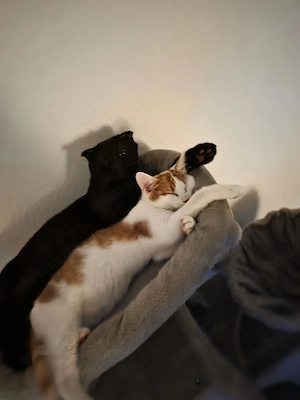 Liebesvolle Zuhause für unsere beiden Hauskatzen gesucht