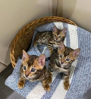 Wunderschöne Bengal-Kätzchen zu verkaufen