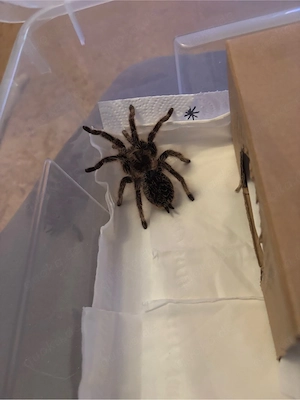 verkaufe meine Kraushaarspinne Uschi 