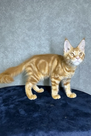 Wunderschöne, 3 Monate alte Maine Coon sucht ein Zuhause für immer.   