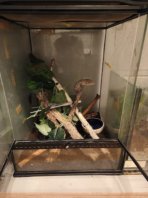 (Rhacodactylus leachianus) inkl. komplett eingerichtetem Terrarium