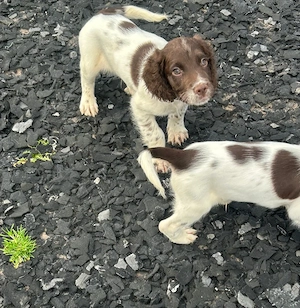 Wunderschöne, beim Kennel Club (KC) registrierte Springer Spaniel