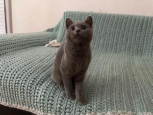 Bkh Kitten