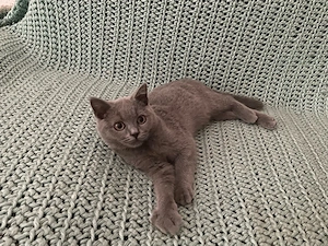 bkh kater kitten