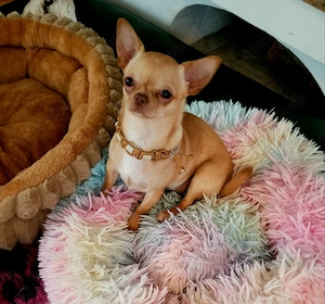 Chihuahua Welpe Hündin in eine tolle Farbe  Schoko red fawn  KH. 